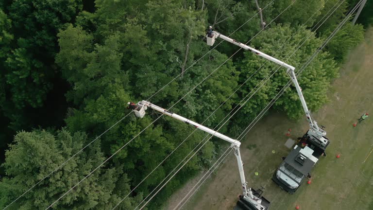 How Our Tree Care Process Works  in  Butte, AK